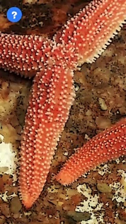 Starfish Facts | know This #shorts