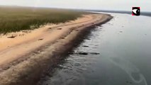 Yacarés huyen del fuego de los pastizales hacia el río en Corrientes