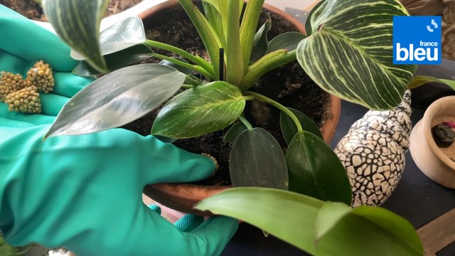 Roland Motte, jardinier : prenez soin de vos plantes d'intérieur au printemps