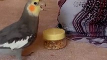 Clever cockatiel yells at housemaid when she tries to take its food away *HILARIOUS ANGRY BIRD*