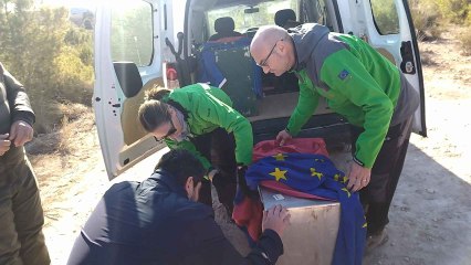 'Tahúlla', una hembra de lince ibérico, en la jaula en la que ha sido transportada hasta Lorca.