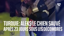 Aleks, le chien sauvé après être resté coincé 23 jours sous les décombres en Turquie