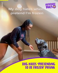 Playing the freeze challenge with my dog