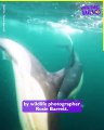 Check out these amazing Dolphins