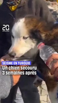 Séisme en Turquie : Le chien a passé 3 semaines sous les décombres #shorts