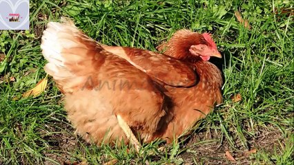 MENIKMATI SUARA INDAH BINATANG - ANIMALOVERS BAGIAN 13