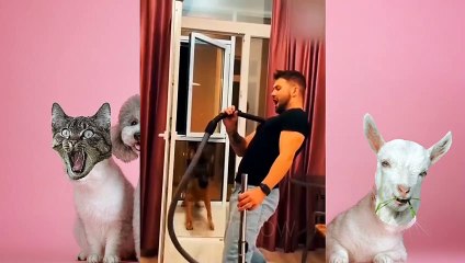 Funniest Animals 2023  Funniest Cats and Dogs  Videos | Just meow