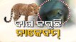 Leopard strays into residential area, causes panic among locals in Sundargarh