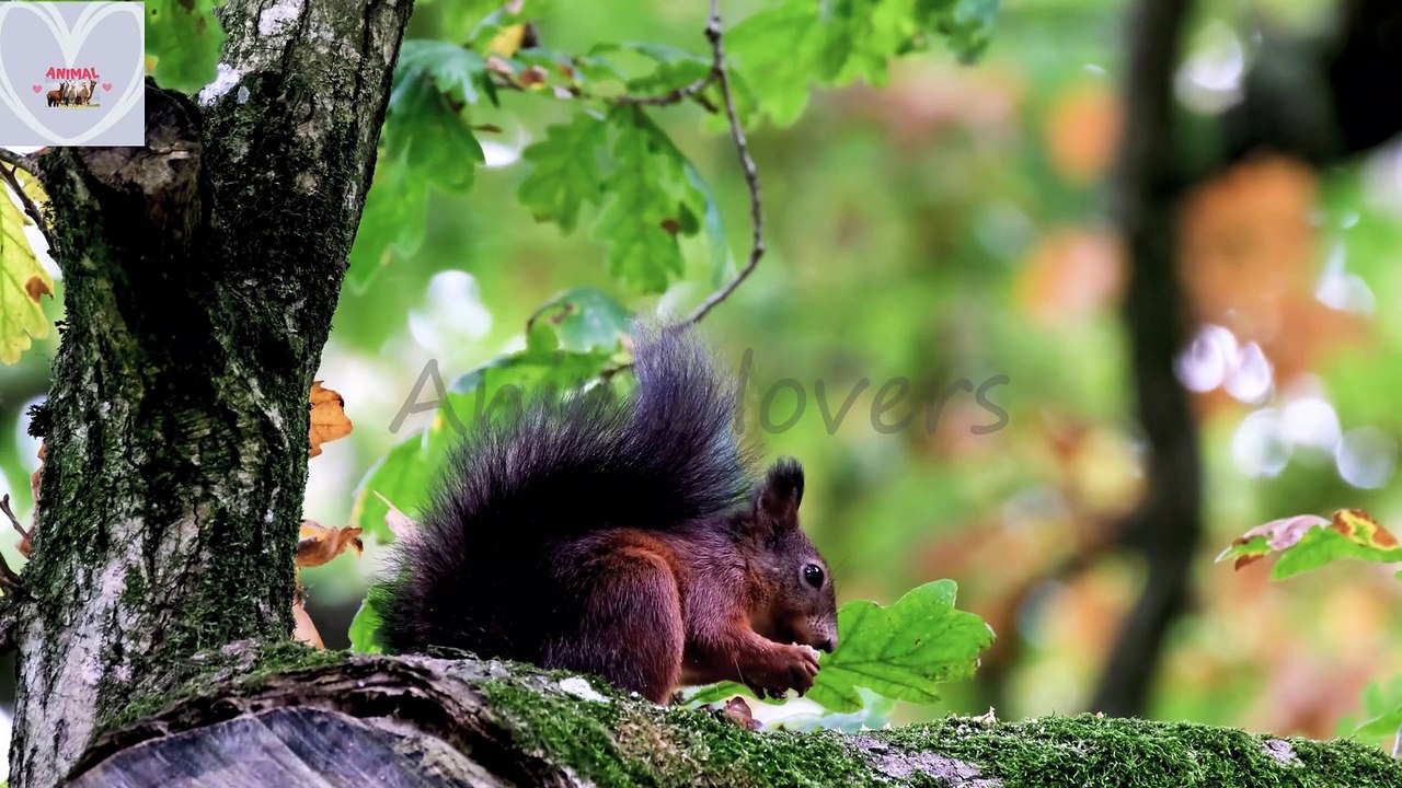 SUARA BINATANG HUTAN - MONYET, HARIMAU, GAJAH, RUSA, MACAN, BABI, KUDANIL - ANIMALOVERS BAGIAN 16