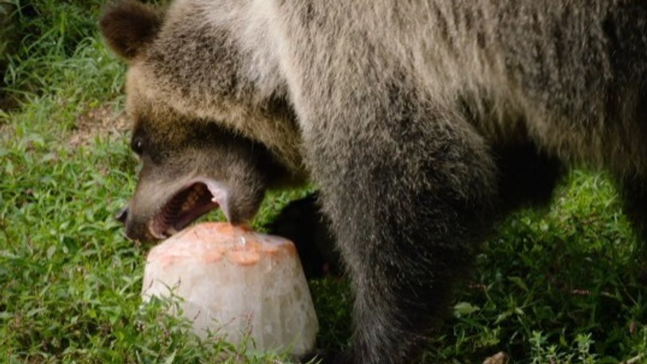 A Closer Look at Maryland Zoo's Cool-Weather Tricks