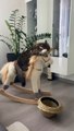 Kitty Adorably Rides Rocking Pony