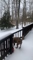 Dog Slides Down Icy Hill