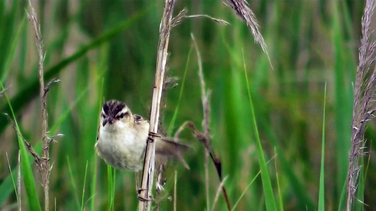 sedge-warbler video 4k