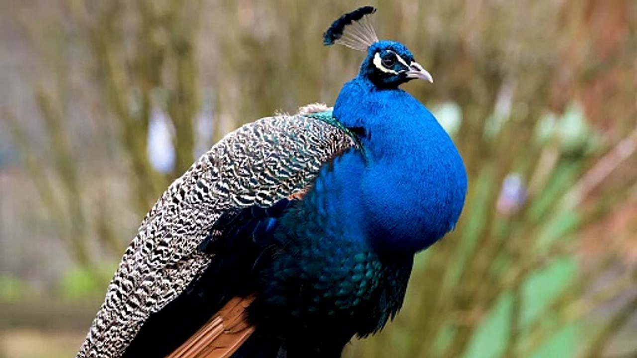 peacock video