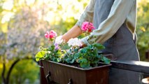 How to Plant a Window Box Like a Pro