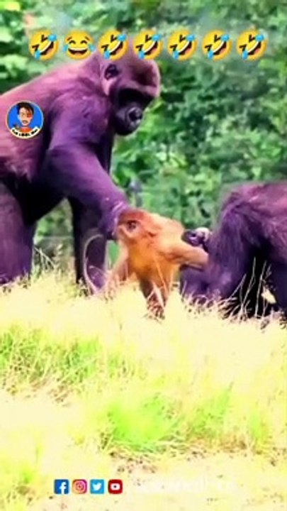 The bakwas tag, The bakwas motivational, The motivational video, Comedy video, Funny jokes video, Song, American comedy, Indian comedy, Comedy, Facebook statusWhatsApp WhatsApp, , All status Instagram status, Bhakti song, Comedian song, New musical so:_“”