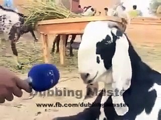 Funny-Bakra-Special-Video_41