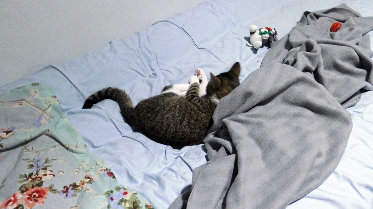 Cat in Bed