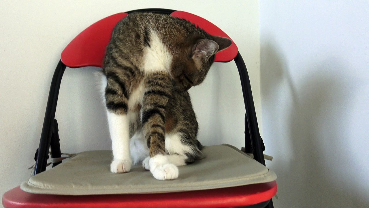 Cat on a Chair