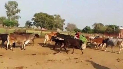 अलीगढ़: गौशाला की बदहाल व्यवस्थाओं पर भड़के हिंदूवादी, शुरु किया धरना प्रदर्शन