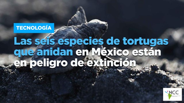 Las seis especies de tortugas que anidan en México están en peligro de extinción