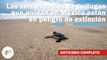 Las seis especies de tortugas que anidan en México están en peligro de extinción | 531 | 6 al 12 de marzo de 2023