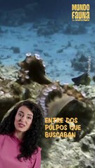 Para tener a la ‘chica ideal’: dos pulpos se enfrentan en duelo por el amor de una hembra