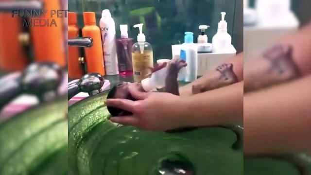 Monkeys in Water ★ Monkeys Taking a Bath (HD) [Funny Pets]