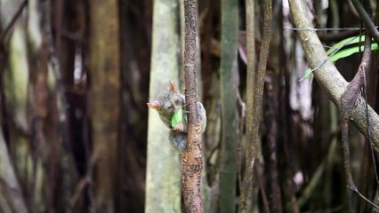 Tarsier Leaps For Grasshopper