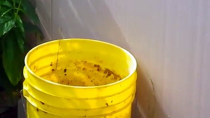 This Guy Will Show You How To Destroy A Hornets Nest