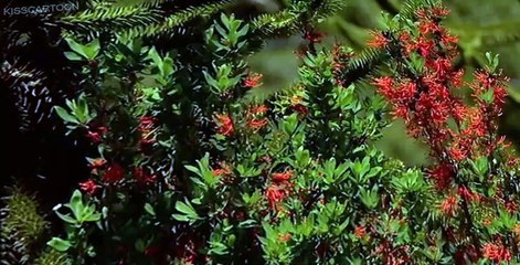 Walking with Dinosaurs Walking with Dinosaurs E006 – Death of a Dynasty