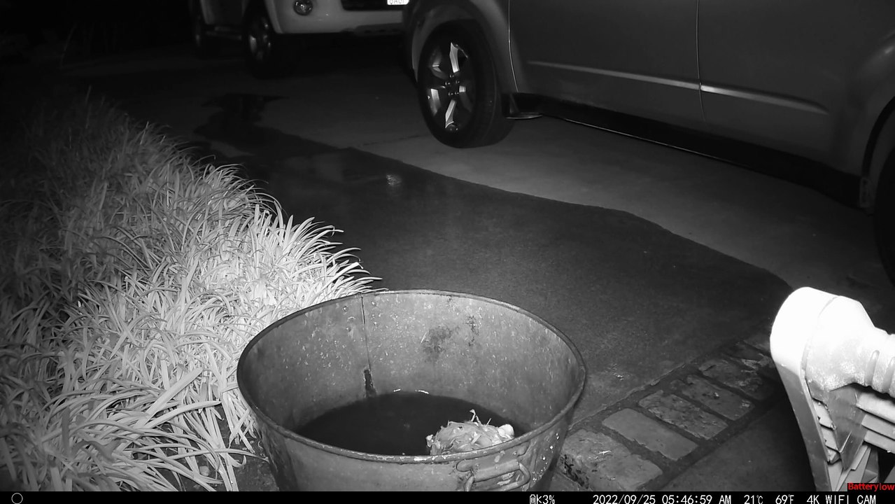 Big Bear Wiggles into Tiny Tub of Water