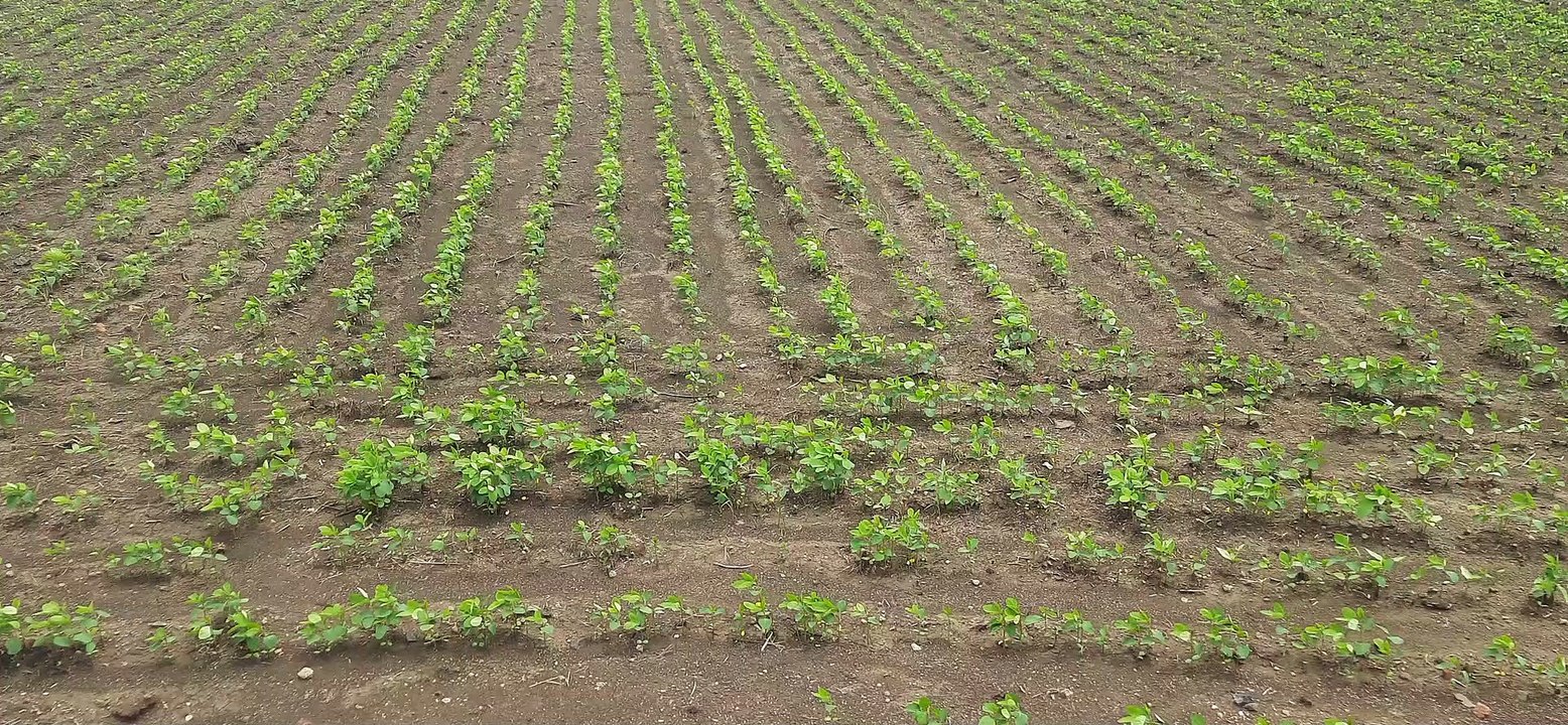 मिश्रित खेती से दोहरा लाभ, बगीचों की तरफ बढ़ रहा रुझान