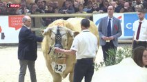 Salon de l’Agriculture : résultat du concours de taureau