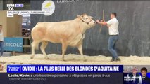 Salon de l'agriculture: Ovidie élue la plus belle des blondes d'Aquitaine