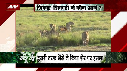 Jungle News : जंगल में 2 शिकारियों के बीच हुई खूंखार जंग