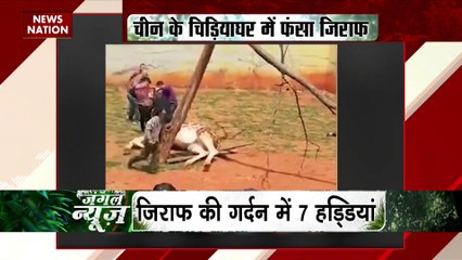 Jungle News : China के चिड़िया घर में पेड़ में फंसा जिराफ का गर्दन