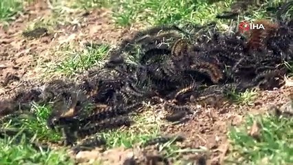 Her yerdeler! Köyleri istila eden tırtıllar vatandaşın kabusu oldu