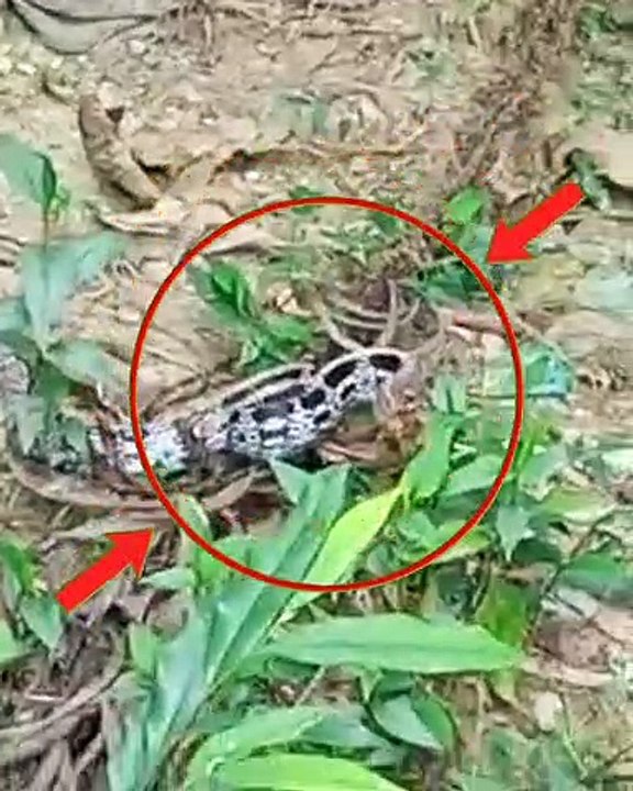 Cate and Snake Fight