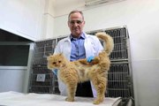 Depremden yaralı kurtarılan hayvanlar Elazığ'da sağlığına kavuşuyor
