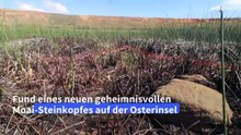Neue geheimnisvolle Moai-Steinstatue auf Osterinsel gefunden