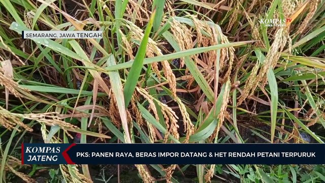 PKS : Panen Raya, Beras Impor Datang dan HET Rendah Membuat Petani Terpuruk