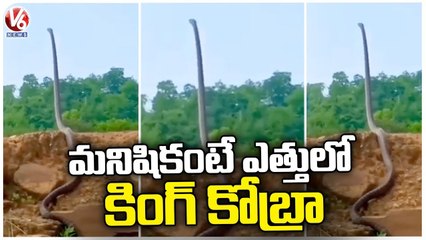 King Cobra Stands Up As Tall As Man, Video Goes Viral | V6 News