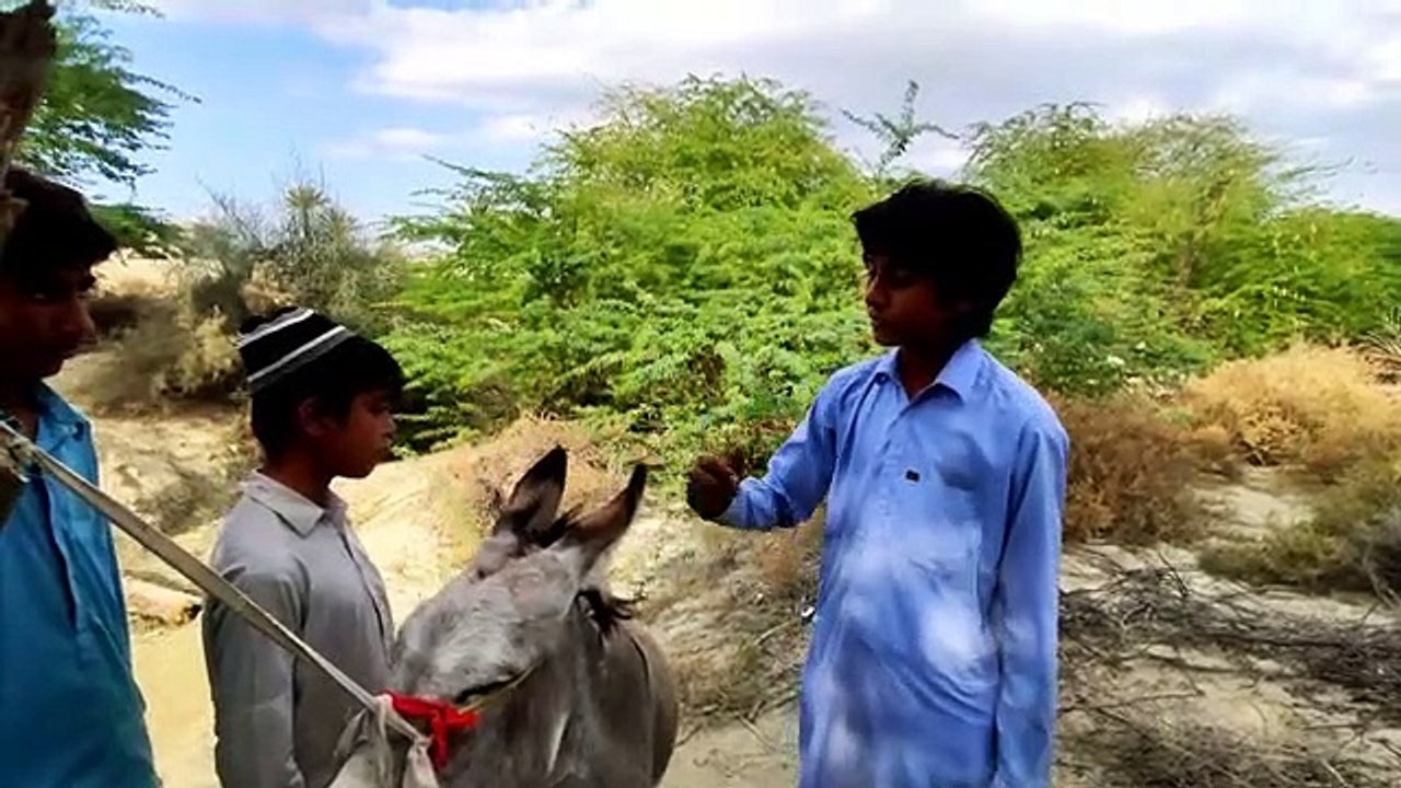 SODA Part 2|Balochi Film|2023|A Film By Hammal Noor|Episode 31