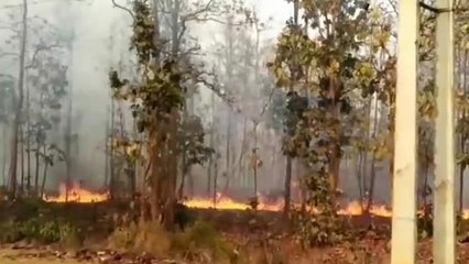ঝাড়গ্রাম:দাউ দাউ করে জ্বলছে জঙ্গল,শেষ হচ্ছে সবুজ!দেখুন ভিডিও
