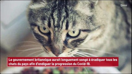 Le gouvernement britannique a songé à éradiquer tous les chats du pays pour enrayer la progression du Covid !