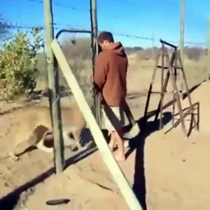 شاهد اسد اشتاق لصاحبه بعد فراق طويل - سبحان الله