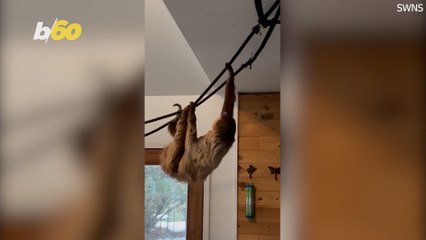 This Couple Turned Their House into Sloth Central