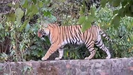 लैपर्ड के शिकार की फेर में जोगी महल गेट पर आई एरौहैड