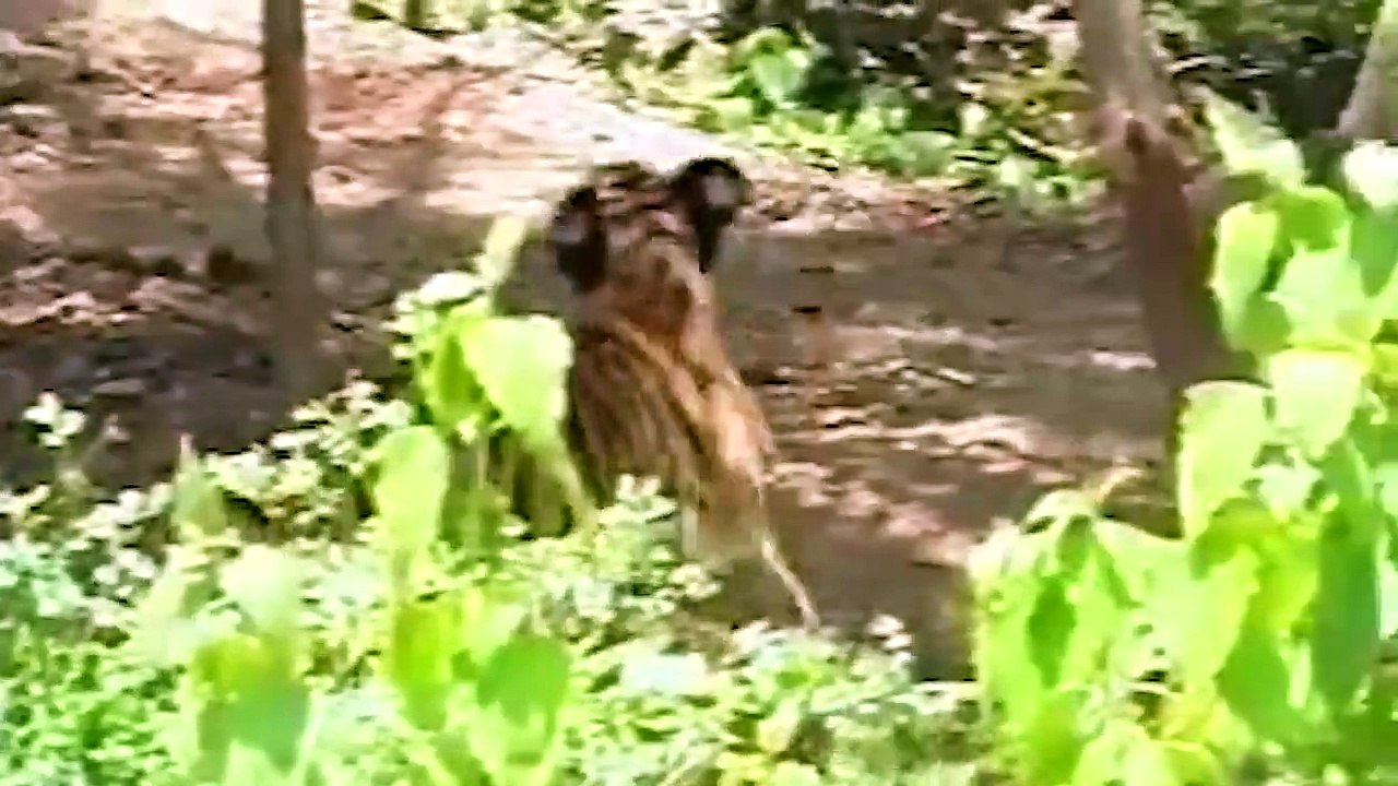 恐ろしい！ Gaur Fierce は狂ったように戦い、虎を拷問する
